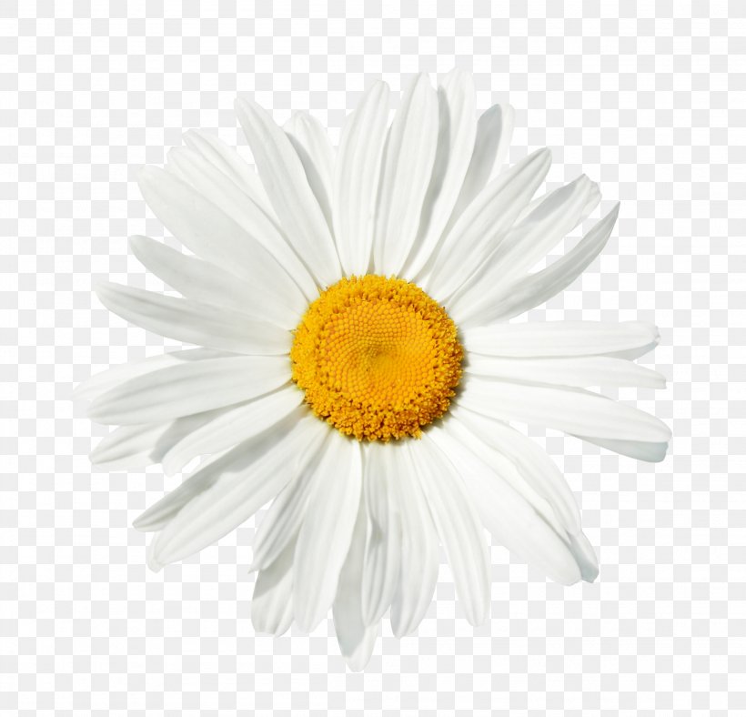 Common Daisy Stock Photography Flower Clip Art, PNG, 2304x2216px, Common Daisy, Aster, Chamaemelum Nobile, Chamomile, Chrysanths Download Free