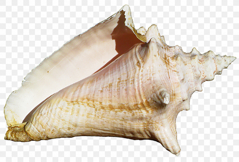 Conch Conch Shankha Shell Cockle, PNG, 1471x1000px, Conch, Bivalve, Clam, Cockle, Musical Instrument Download Free