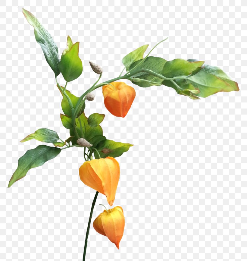 Artificial Flower, PNG, 796x866px, Plant, Anthurium, Artificial Flower, Branch, Flower Download Free