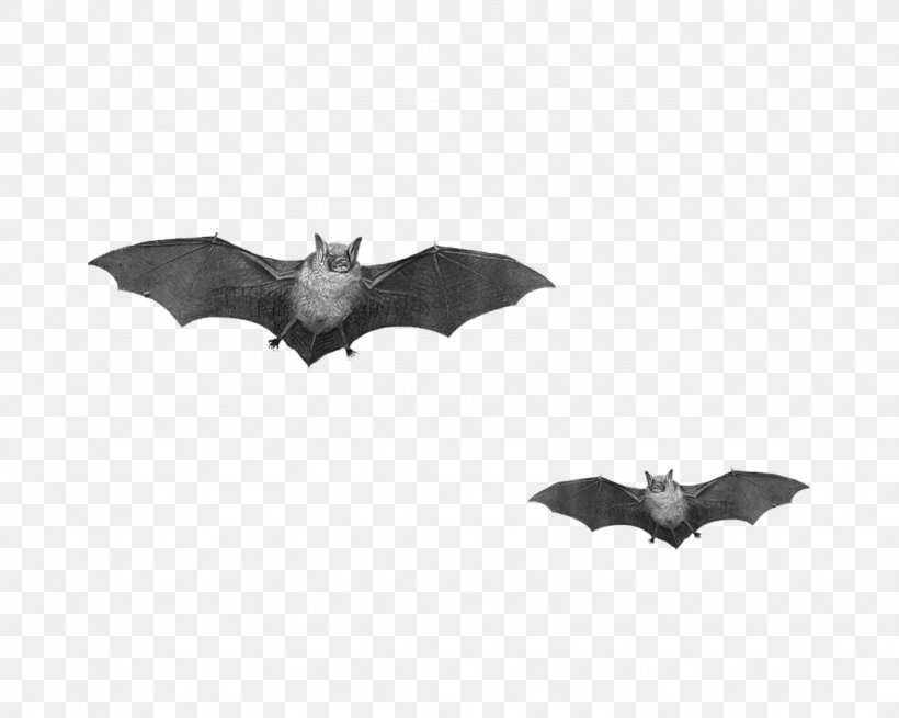 Bat Flight Clip Art, PNG, 1024x819px, Bat, Black And White, Display Resolution, Flight, Megabat Download Free