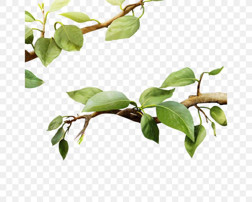 Download, PNG, 658x658px, Green, Branch, Fruit, Leaf, Plant Download Free