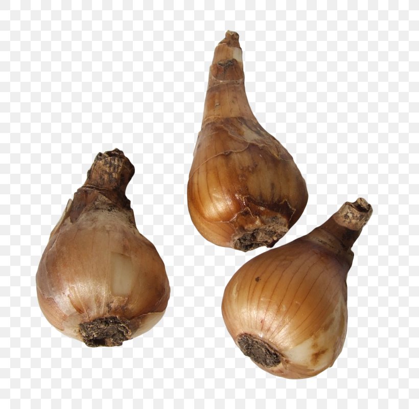 Galanthus Ikariae Snowdrop Yellow Onion Bulb Bolgewas, PNG, 800x800px, Snowdrop, Bolgewas, Bulb, Elephant Garlic, Food Download Free