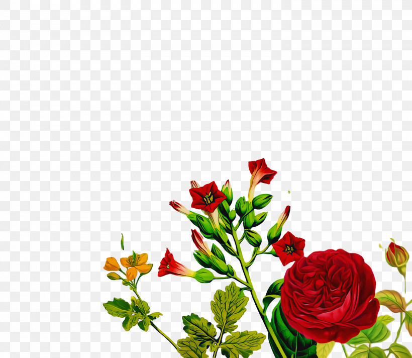 Garden Roses, PNG, 1476x1282px, Garden Roses, Cut Flowers, Floral Design, Flower, Flower Bouquet Download Free