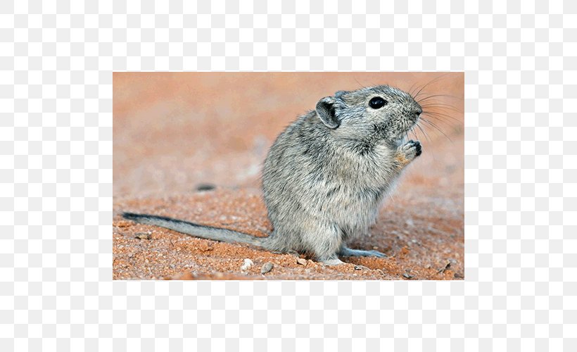 Gerbil Rat Mouse Common Degu Texas, PNG, 500x500px, Gerbil, Common Degu, Degu, Fauna, Mammal Download Free