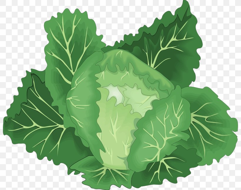Leaf Vegetable Chinese Cabbage Clip Art, PNG, 800x648px, Leaf Vegetable, Cabbage, Carrot, Cauliflower, Chinese Cabbage Download Free