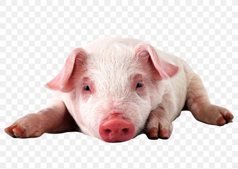 Miniature Pig High-definition Video Display Resolution 1080p Wallpaper, PNG, 1024x727px, 4k Resolution, Miniature Pig, Animal, Computer, Display Resolution Download Free