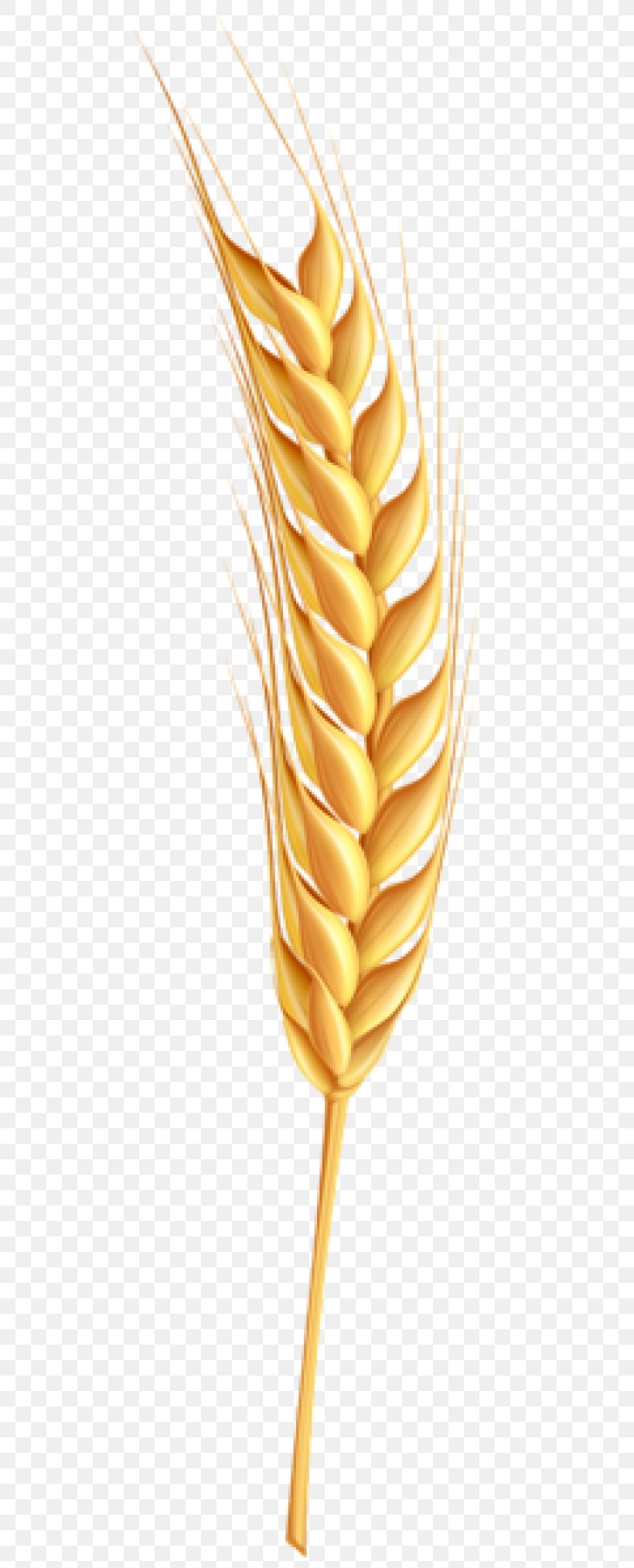 Wheat, PNG, 480x2029px, Wheat, Commodity, Flower, Flowering Plant, Food Download Free