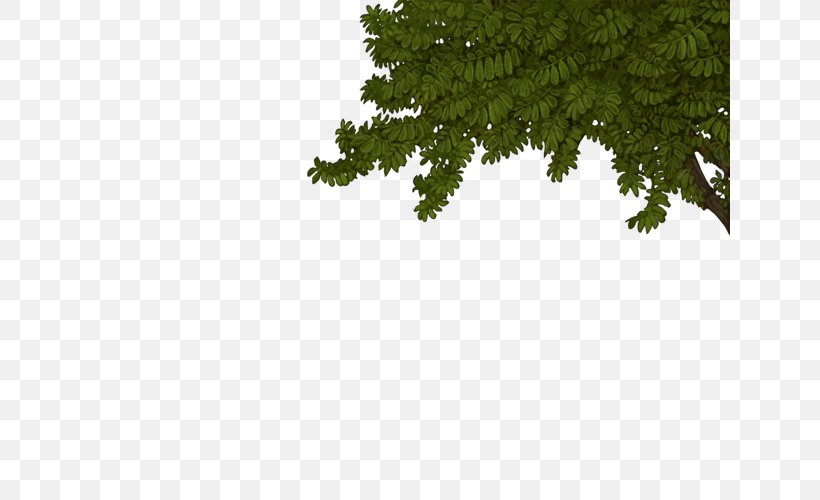 Fir Spruce Evergreen Biome Leaf, PNG, 640x500px, Fir, Biome, Branch, Conifer, Evergreen Download Free