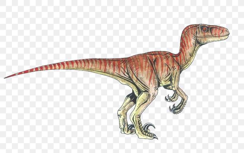 Velociraptor Deinonychus Tyrannosaurus Achillobator Dinosaur, PNG, 800x513px, Velociraptor, Achillobator, Animal Figure, Apatosaurus, Deinonychus Download Free