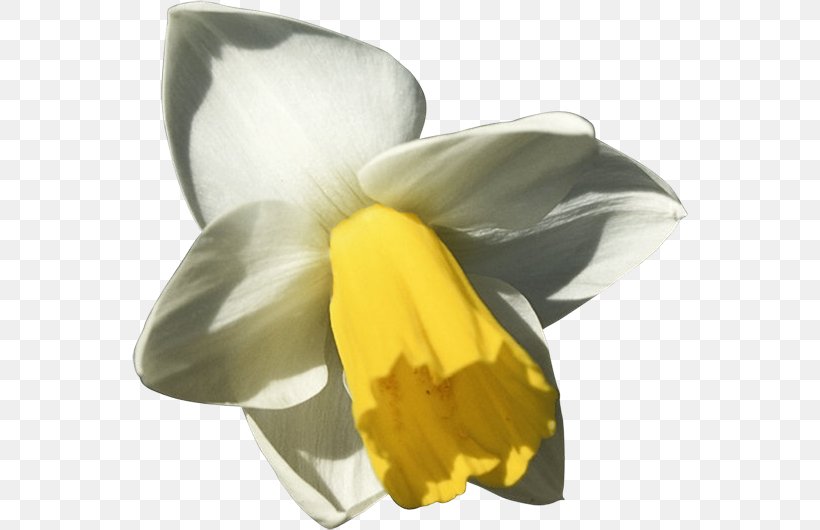 Daffodil Animation Flower, PNG, 556x530px, Daffodil, Animation, Bulb, Facebook, Flower Download Free