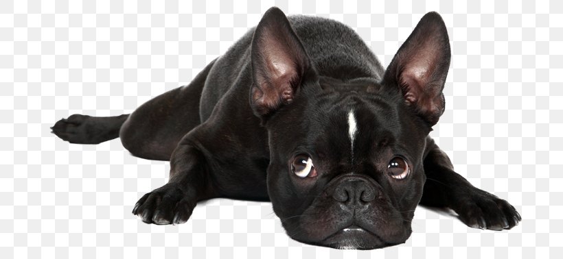 French Bulldog Boston Terrier Puppy Pug, PNG, 700x378px, French Bulldog, Boston Terrier, Bulldog, Carnivoran, Companion Dog Download Free