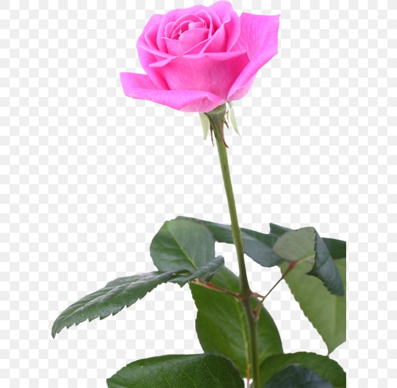Garden Roses Cabbage Rose China Rose Floribunda Still Life: Pink Roses, PNG, 610x800px, Garden Roses, Cabbage Rose, China Rose, Cut Flowers, Floribunda Download Free