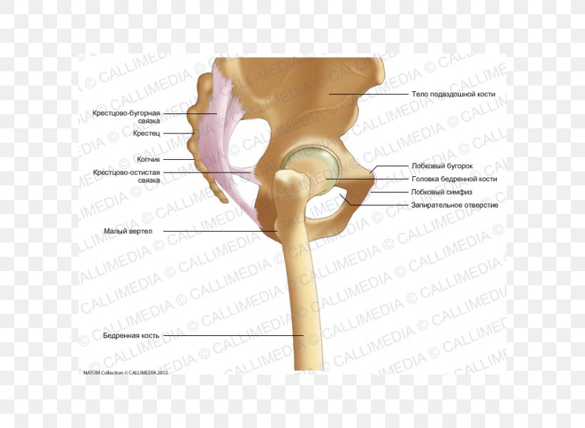 Iliopectineal Line Anatomy Bone Pelvis Hip, PNG, 600x600px, Watercolor, Cartoon, Flower, Frame, Heart Download Free
