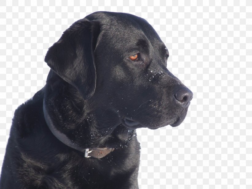Labrador Retriever Cane Corso Dog Breed Puppy Vertebrate, PNG, 2365x1773px, Labrador Retriever, Animal, Black, Borador, Breed Download Free