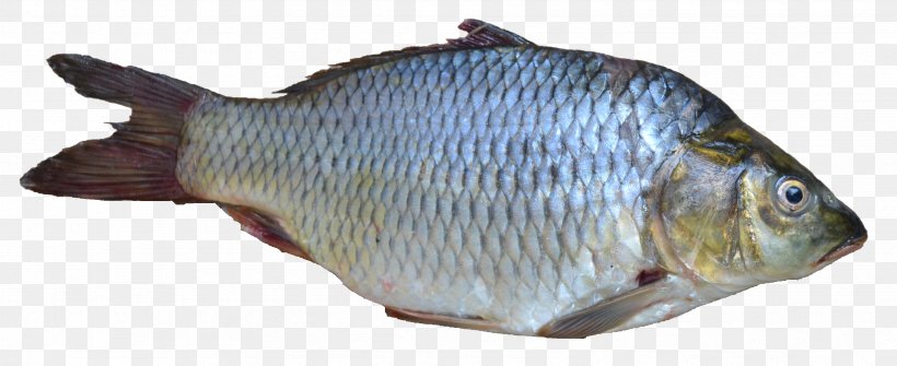 Papua New Guinea Fishing Fish As Food, PNG, 3395x1387px, Goldfish, Animal Source Foods, Aquarium, Bony Fish, Carp Download Free