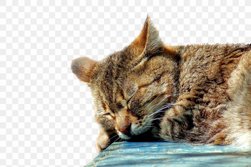 Tabby Cat Kitten Sleep Felidae, PNG, 1920x1280px, Cat, American Shorthair, California Spangled, Carnivoran, Cat Like Mammal Download Free