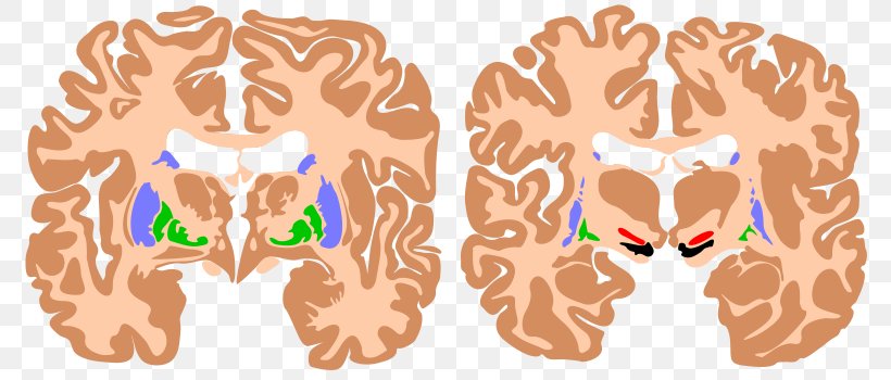 Brain Basal Ganglia Agy Substantia Nigra Ganglion, PNG, 800x350px, Watercolor, Cartoon, Flower, Frame, Heart Download Free