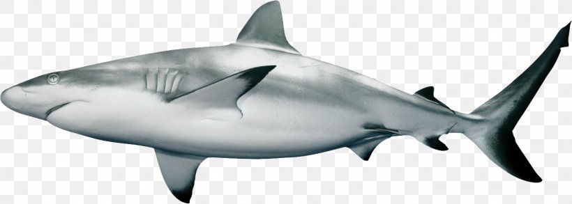 Caribbean Reef Shark Carcharhinus Amblyrhynchos Clip Art, PNG, 1360x487px, Shark, Animal Figure, Blacktip Reef Shark, Bull Shark, Carcharhinus Download Free