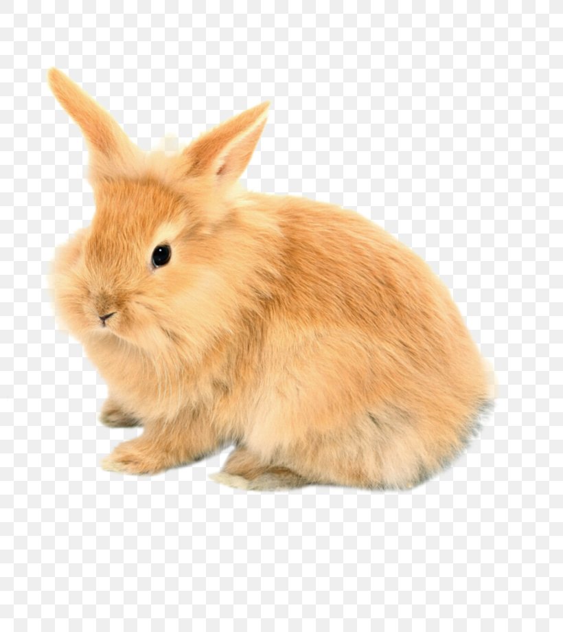 Domestic Rabbit Easter Bunny Hare, PNG, 800x920px, Rabbit, Animal, Animation, Christmas, Domestic Rabbit Download Free