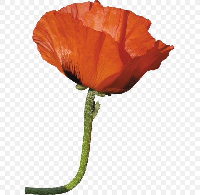 Paper Flower Poppy Clip Art, PNG, 617x800px, 4k Resolution, Paper, Color, Coquelicot, Cut Flowers Download Free