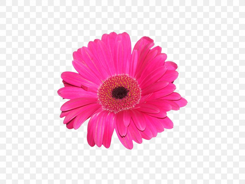 Transvaal Daisy Daisy Family Cut Flowers Clip Art, PNG, 2173x1630px, Transvaal Daisy, Annual Plant, Chrysanthemum, Chrysanths, Color Download Free