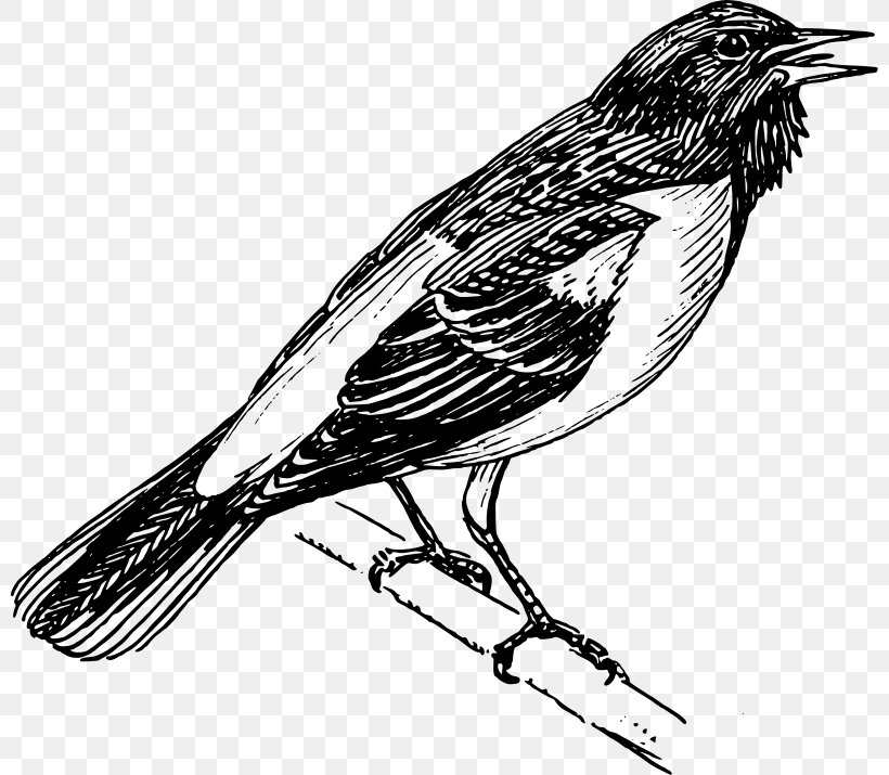 Bird Line Art Clip Art, PNG, 800x715px, Bird, Baltimore Oriole, Beak, Black And White, Cuculiformes Download Free