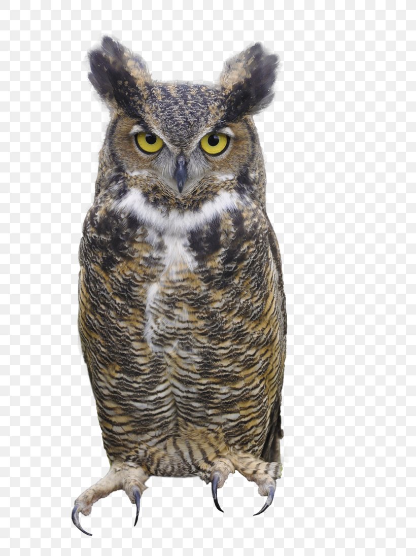 Great Horned Owl Eurasian Eagle-owl, PNG, 728x1096px, Owl, Beak, Bird, Bird Of Prey, Display Resolution Download Free