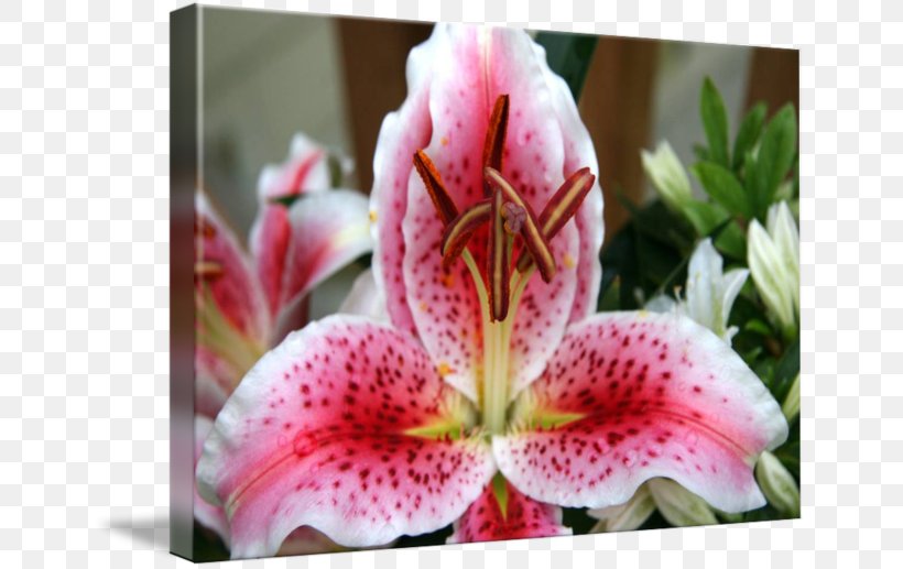 Pink M, PNG, 650x517px, Pink M, Flora, Flower, Flowering Plant, Lily Download Free