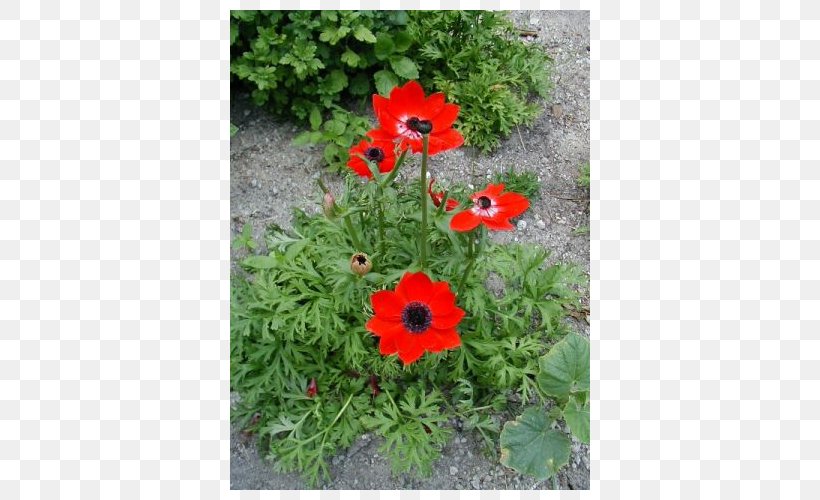 Poppy Anemone Bulb Japanese Anemone Plants, PNG, 500x500px, Poppy, Anemone, Annual Plant, Bulb, Color Download Free