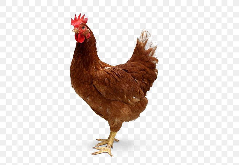 Ayam Cemani Desktop Wallpaper Tandoori Chicken Roast Chicken Hen, PNG, 576x567px, Ayam Cemani, Beak, Bird, Chicken, Chicken Meat Download Free