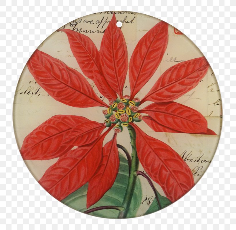Christmas Poinsettia, PNG, 800x800px, John Derian Company Inc, Antique, Book, Christmas Day, Christmas Ornament Download Free