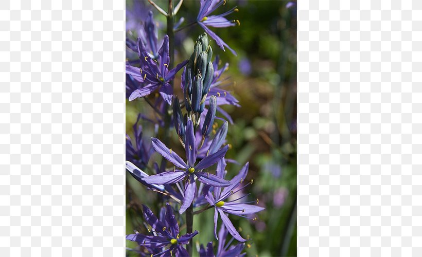 English Lavender Camas Bellflower Hyssopus Violet, PNG, 500x500px, English Lavender, Bellflower, Bellflower Family, Bulb, Camas Download Free