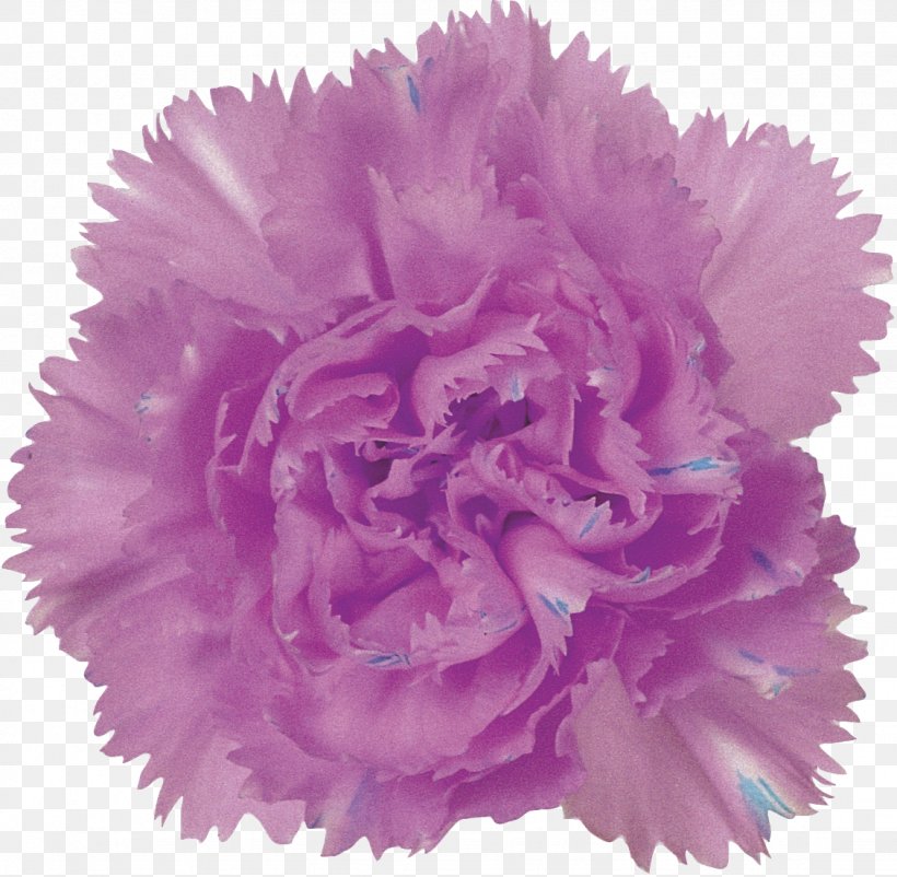 Purple Carnation Flower Pink Lilac, PNG, 1128x1104px, Purple, Blue, Carnation, Color, Cut Flowers Download Free