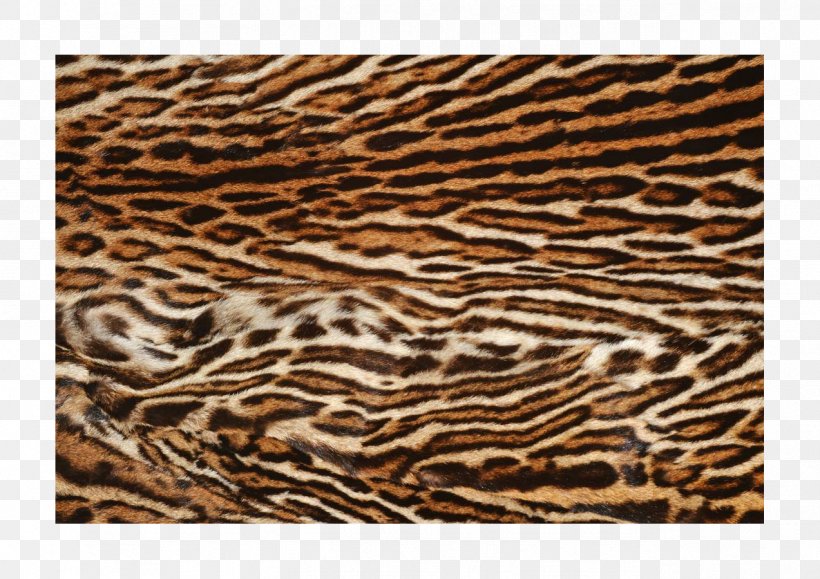 Siberian Tiger Icon, PNG, 1273x900px, Siberian Tiger, Brindle, Brown, Carnivora, Carnivoran Download Free