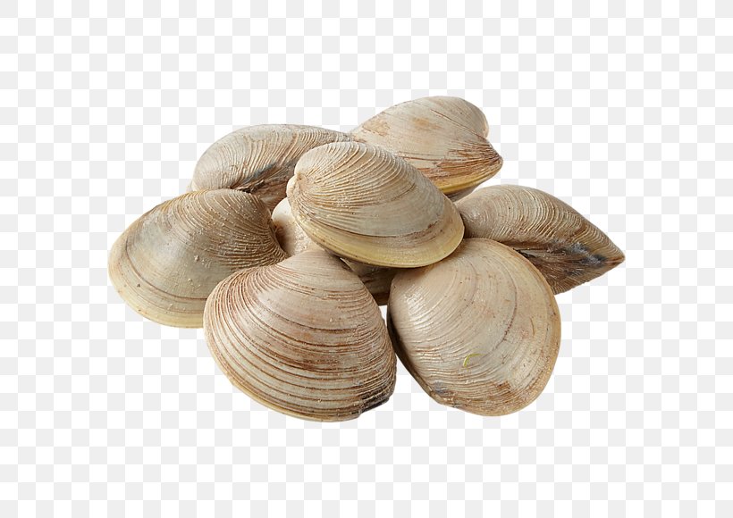 Cockle Mussel Clam Oyster Veneroida, PNG, 580x580px, Cockle, Animal Source Foods, Baltic Clam, Clam, Clams Oysters Mussels And Scallops Download Free