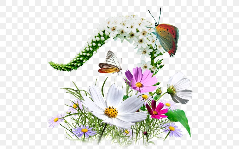 Clip Art, PNG, 512x512px, Flower, Aster, Brush Footed Butterfly, Butterfly, Chrysanths Download Free
