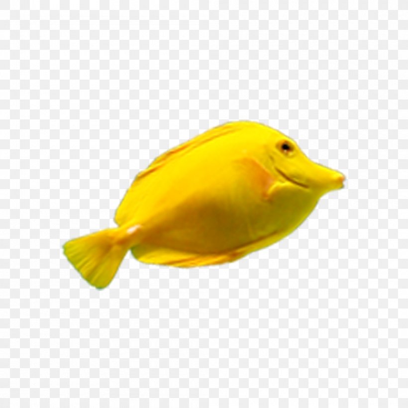 Deep Sea Fish Yellow, PNG, 1000x1000px, Deep Sea Fish, Beak, Bird, Deep Sea, Fish Download Free