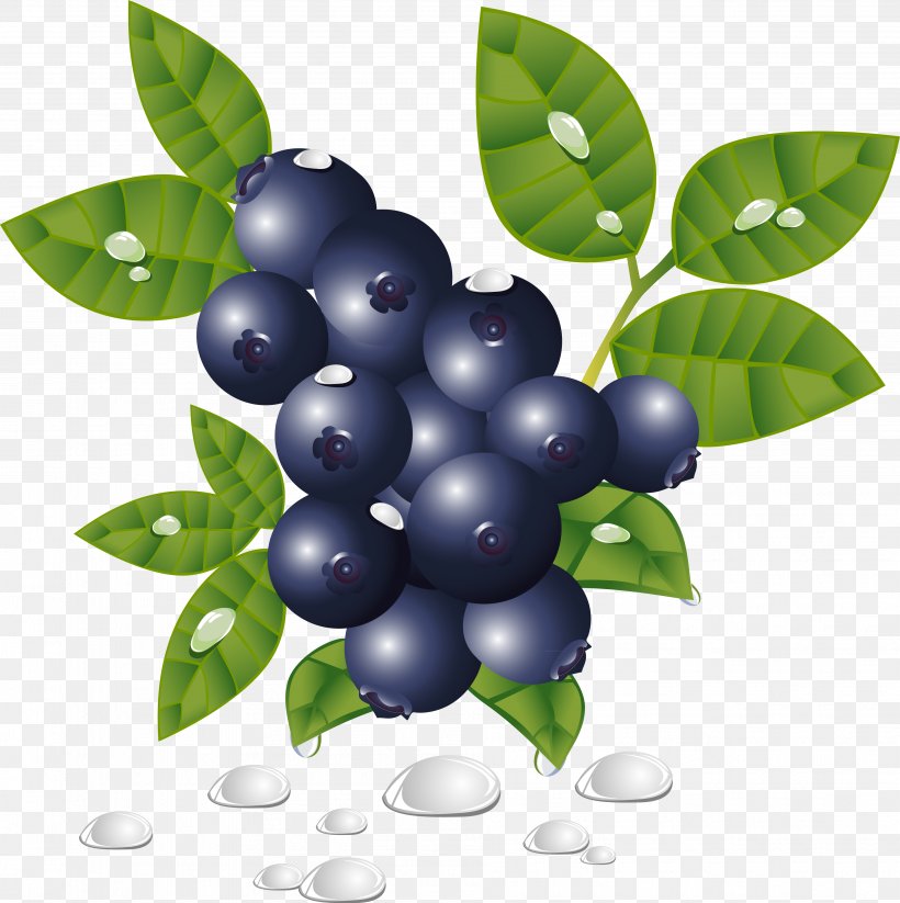 Grapefruit Blueberry Clip Art, PNG, 3807x3821px, Fruit, Berry, Bilberry, Blueberry, Blueberry Tea Download Free