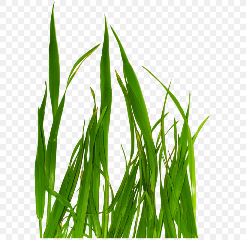 Grass, PNG, 687x800px, Grass, Commodity, Computer Software, Crop, Grass Family Download Free