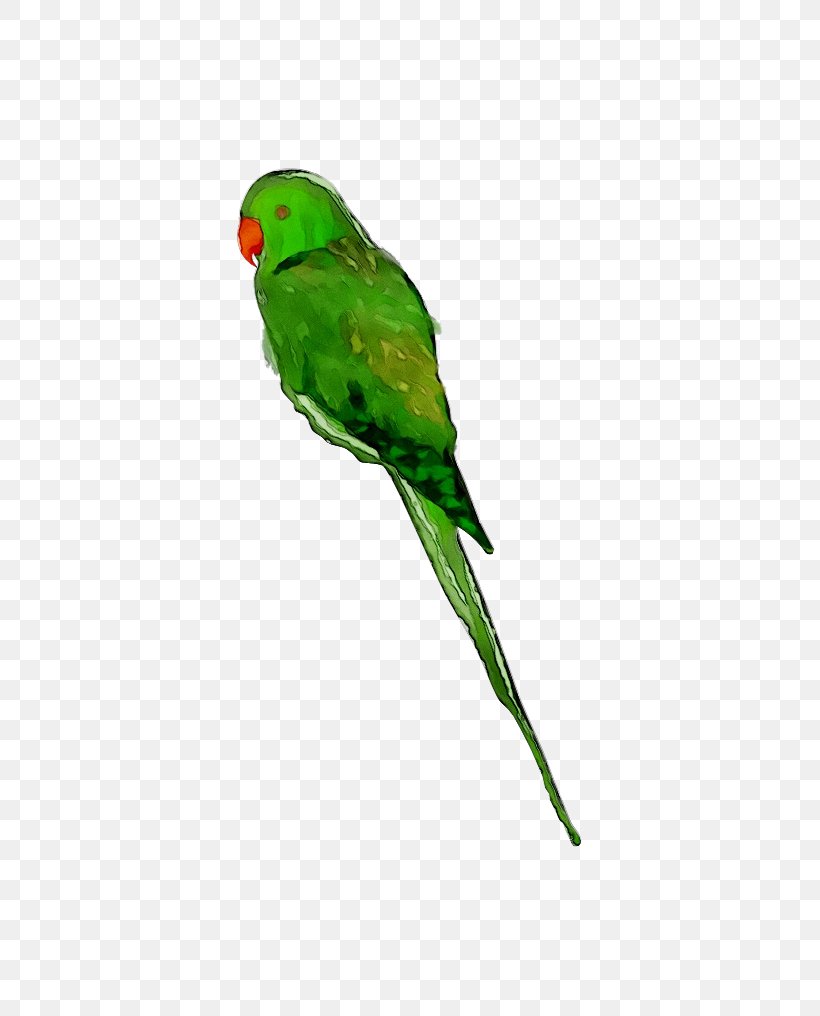Lovebird Macaw Parakeet Loriini Feather, PNG, 512x1016px, Lovebird, Beak, Bird, Budgie, Feather Download Free