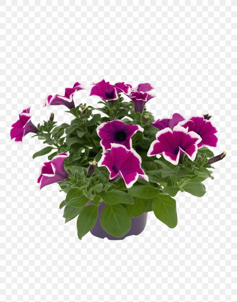 Petunia Surfinia Violet, PNG, 871x1111px, Petunia, Annual Plant, Blue, Color, Flower Download Free