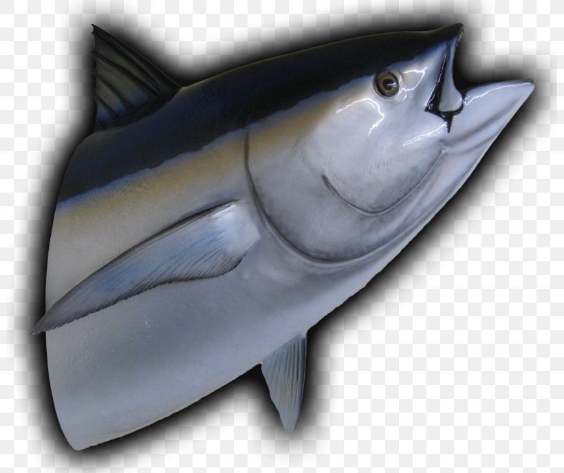 Tiger Shark Tuna Fish Sandwich Atlantic Bluefin Tuna Yellowfin Tuna, PNG, 800x688px, Tiger Shark, Atlantic Bluefin Tuna, Bonito, Cartilaginous Fish, Fauna Download Free