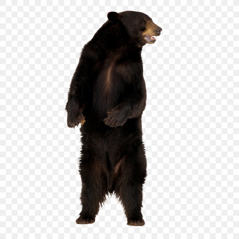 Brown Bear American Black Bear, PNG, 1024x1024px, Bear, American Black Bear, Brown Bear, Carnivoran, Fur Download Free