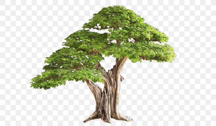 Desktop Wallpaper Tree Clip Art, PNG, 767x480px, 2d Computer Graphics, Tree, Bonsai, Branch, Houseplant Download Free