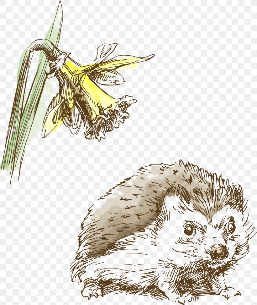 Hedgehog Drawing Illustration, PNG, 1608x1903px, Hedgehog, Animal, Animation, Bird, Carnivoran Download Free