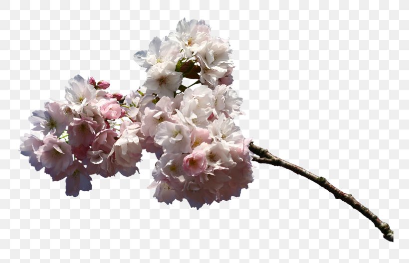 Tiff, PNG, 800x528px, Tiff, Blossom, Branch, Cherry Blossom, Cut Flowers Download Free