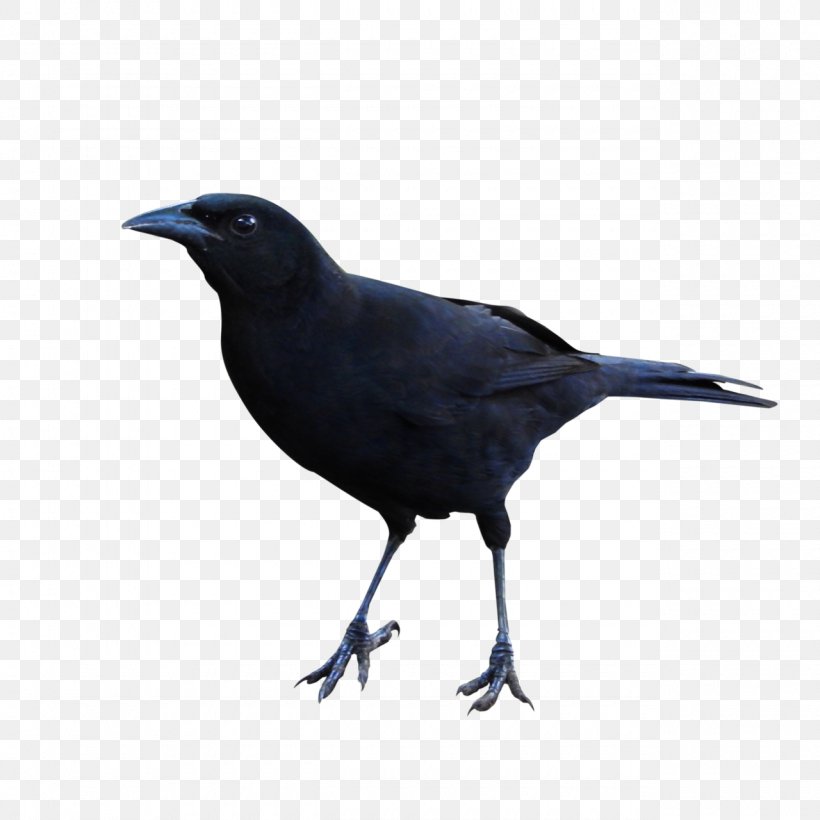 American Crow New Caledonian Crow Rook Common Raven Beak, PNG, 1280x1280px, Rook, American Crow, Australian Raven, Beak, Bird Download Free