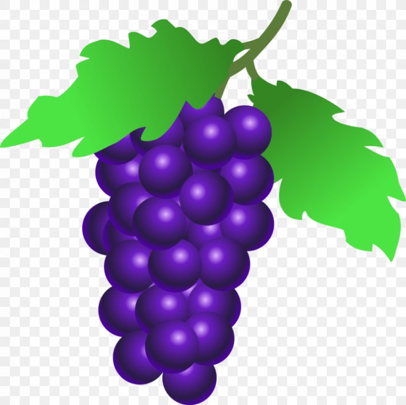 Common Grape Vine Wine Clip Art, PNG, 850x848px, Common Grape Vine, Flowering Plant, Food, Fruit, Grape Download Free