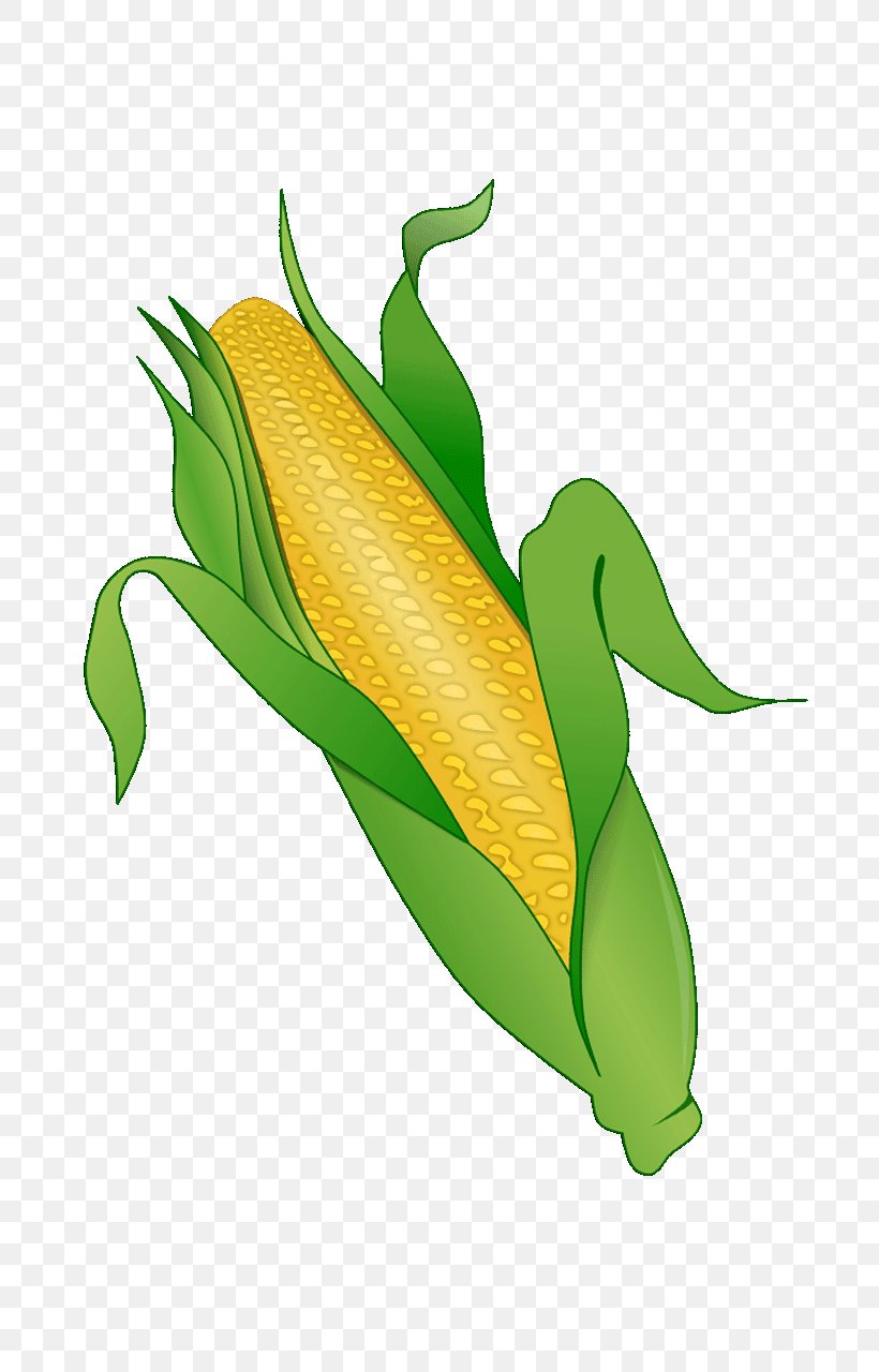 Corn On The Cob Maize Vegetable Sweet Corn Clip Art, PNG, 720x1280px, Corn On The Cob, Corncob, Drawing, Ear, Field Corn Download Free
