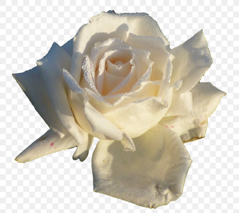 Garden Roses Flower Petal Clip Art, PNG, 800x733px, Garden Roses, Cut Flowers, Diary, Flower, Flowering Plant Download Free